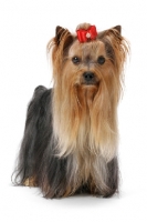 Picture of Australian Champion Yorkshire Terrier wearing bow