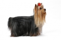 Picture of Australian Champion Yorkshire Terrier