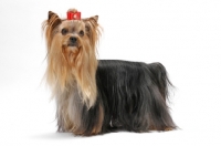 Picture of Australian Champion Yorkshire Terrier