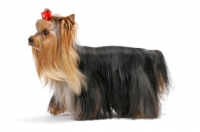 Picture of Australian Champion Yorkshire Terrier, side view