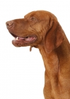 Picture of Australian Gr Champion Hungarian Vizsla on white background, looking ahead