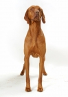 Picture of Australian Gr Champion Hungarian Vizsla on white background, front view