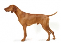 Picture of Australian Gr Champion Hungarian Vizsla on white background