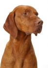 Picture of Australian Gr Champion Hungarian Vizsla on white background, looking away