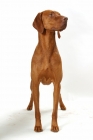 Picture of Australian Gr Champion Hungarian Vizsla on white background