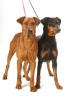 Picture of Australian Gr Champion red German Pinscher with Australian black and tan German Pinscher