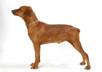 Picture of Australian Gr Champion red German Pinscher