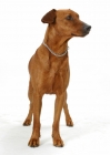 Picture of Australian Gr Champion red German Pinscher, in studio