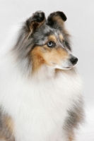 Picture of Australian Gr. Champion Shetland Sheepdog, portrait