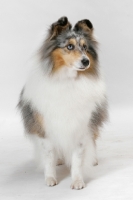 Picture of Australian Gr. Champion Shetland Sheepdog in studio