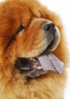 Picture of Australian Grand Champion Chow Chow, close up