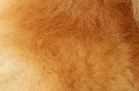 Picture of Australian Grand Champion Chow Chow, coat close up