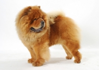Picture of Australian Grand Champion Chow Chow
