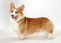 Picture of Australian Grand Champion Corgi Pembroke on white background