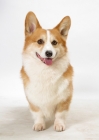 Picture of Australian Grand Champion Corgi Pembroke on white background