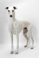 Picture of Australian Grand Champion/ Finnish Champion Greyhound