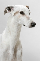 Picture of Australian Grand Champion/ Finnish Champion Greyhound, portrait