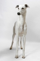 Picture of Australian Grand Champion/ Finnish Champion Greyhound