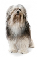 Picture of Australian Grand Champion Lowchen on white background