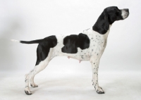 Picture of Australian Grand Champion Pointer