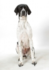 Picture of Australian Grand Champion Pointer, sitting