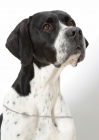 Picture of Australian Grand Champion Pointer, portrait