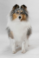 Picture of Australian Grand Champion Shetland Sheepdog