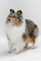 Picture of Australian Grand Champion Shetland Sheepdog, merle colour