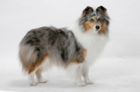 Picture of Australian Grand Champion Shetland Sheepdog on white background