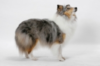 Picture of Australian Grand Champion Shetland Sheepdog