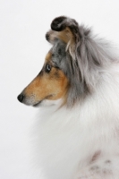 Picture of Australian Grand Champion Shetland Sheepdog, profile