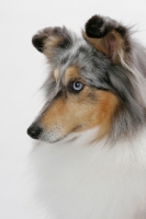 Picture of Australian Grand Champion Shetland Sheepdog