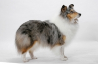 Picture of Australian Grand Champion Shetland Sheepdog