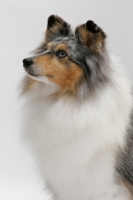 Picture of Australian Grand Champion Shetland Sheepdog, portrait