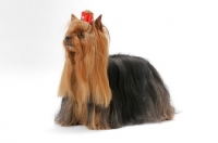 Picture of Australian Grand Champion Yorkshire Terrier