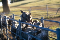 Picture of australian kelpie driving sheep, working type