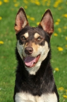 Picture of Australian Kelpie, front view