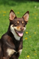 Picture of Australian Kelpie head study