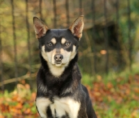 Picture of Australian Kelpie, head study