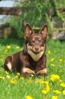 Picture of Australian Kelpie in summer