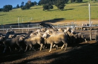 Picture of Australian Kelpie jumping over sheep