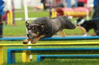 Picture of australian kelpie jumping