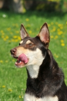 Picture of Australian Kelpie licking lips