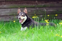 Picture of Australian Kelpie lying on grass