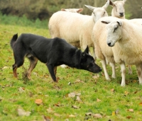 Picture of Australian Kelpie near sheep