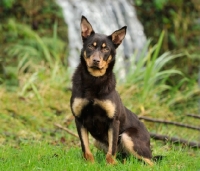 Picture of Australian Kelpie near waterfall