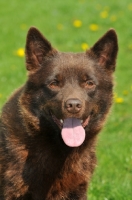 Picture of Australian Kelpie portrait