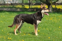 Picture of Australian Kelpie posed