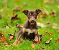 Picture of Australian Kelpie puppy