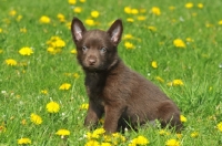 Picture of Australian Kelpie puppy